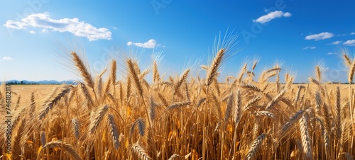 wheat field in golden sunlight, in the style of light orange and azure © Vasiliy
