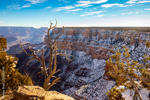 A dead tree overlooking the South Rim of the Grand Canyon in Winter
