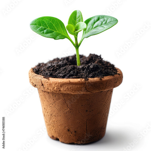 a seedling in a pot on a white background