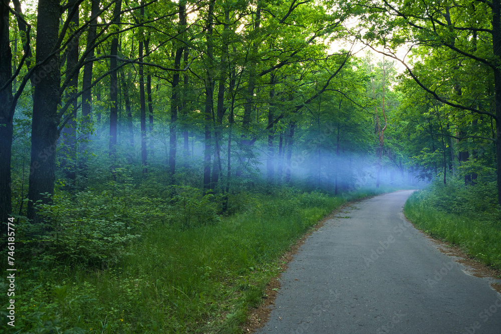 Blue smoke spreads over the road in the woods Blue smoke spreads over the road in the woods