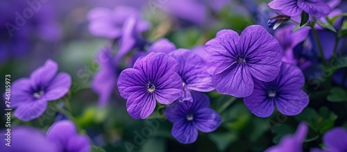 A captivating display of beautiful violet flowers in full bloom, showcasing the vibrant colors and delicate petals.