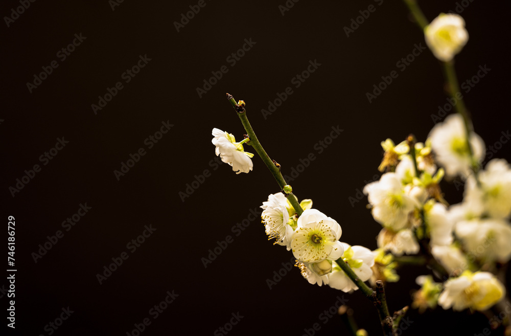 Closeup of white plum blossom flower against black background