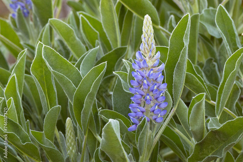Beautiful purple / blue Florida wildflowers that I suspect are   skyblue lupine (Lupinus diffusus). Please check the species ID with an expert if accuracy is important to your project. In Osprey, FL photo