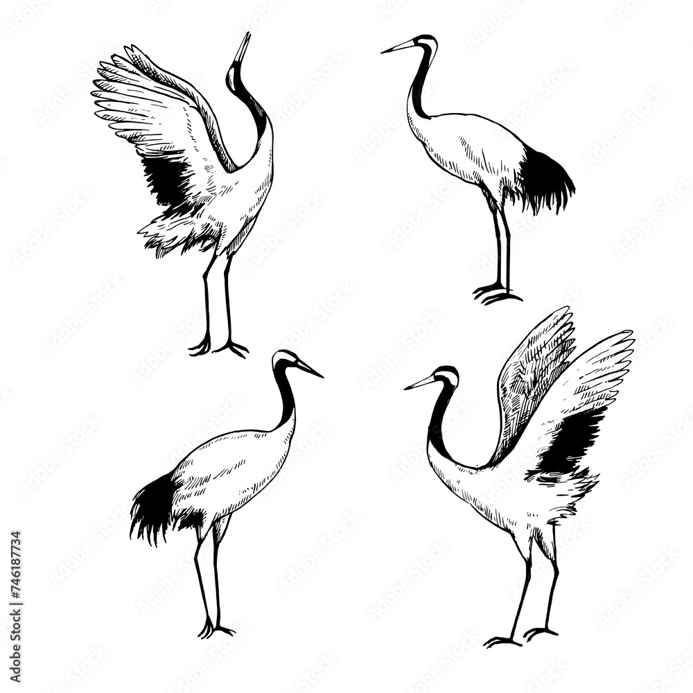 Japanese cranes black and white vector illustration. Various positions ...