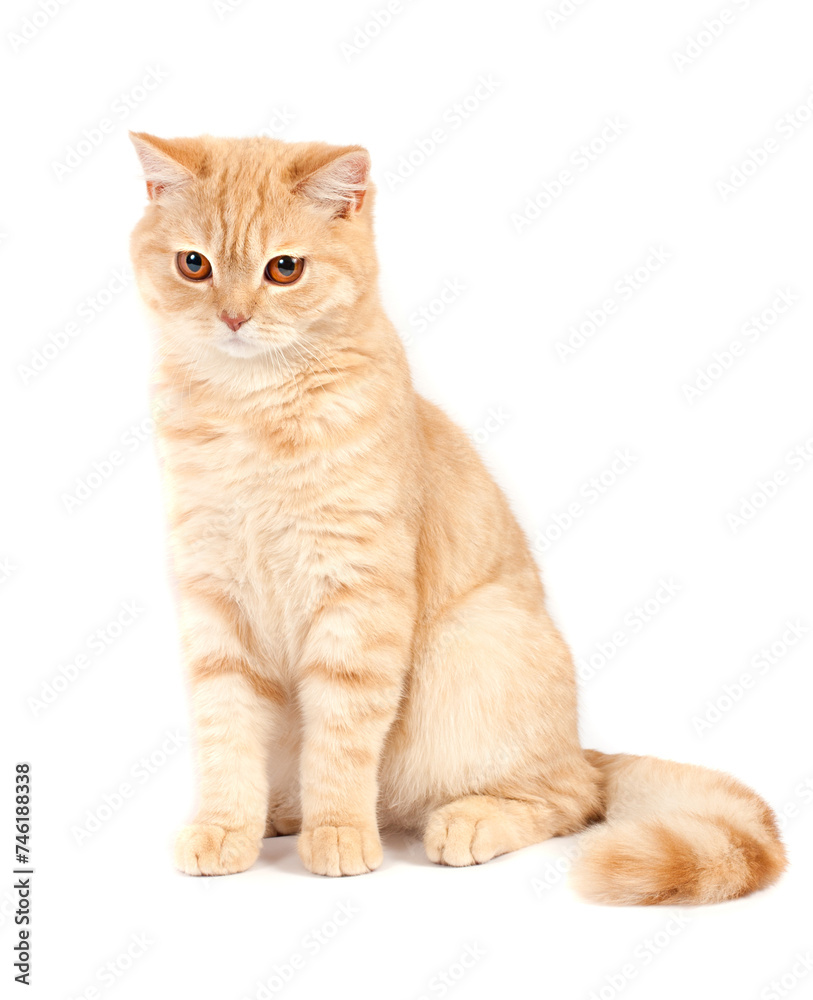 Red Scottish fold cat