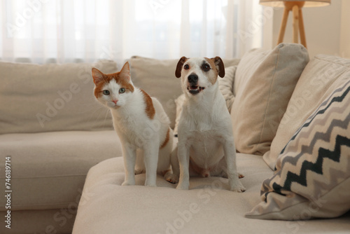 Cute cat and dog on sofa at home. Lovely pets © New Africa