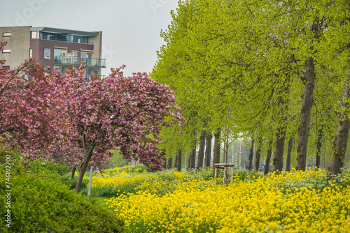 Spring cherry blossom garden and Rapeseed field at Kanaalweg in Purmerend Holland Netherlands