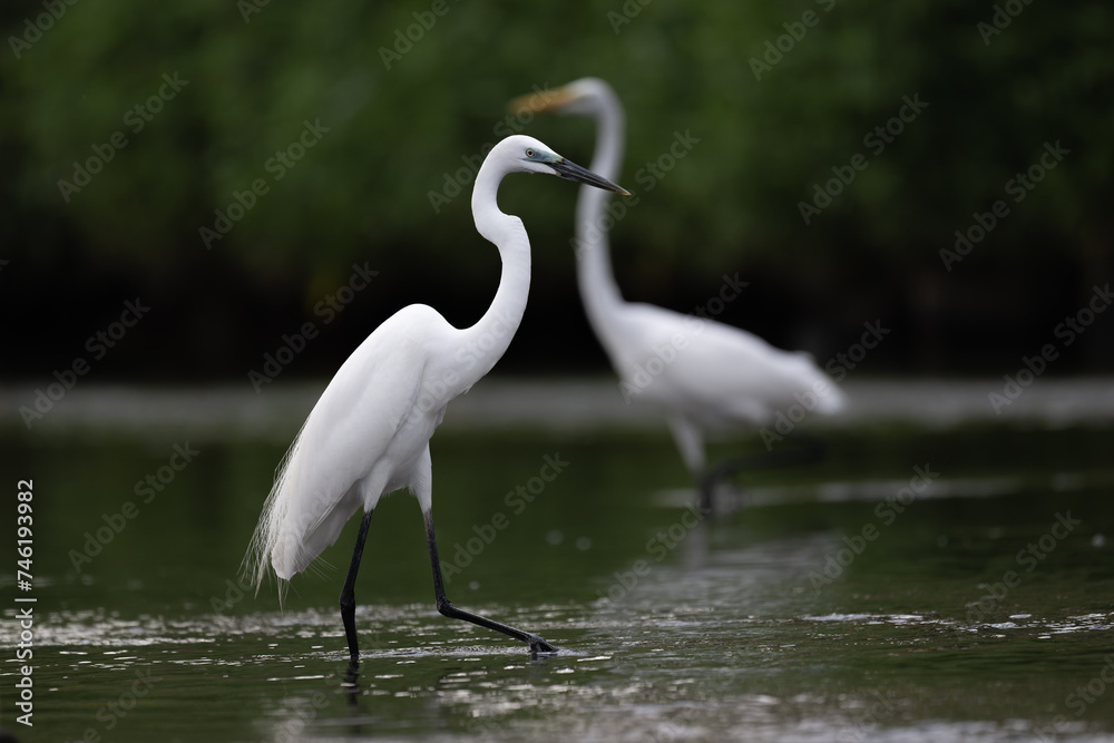 Two interlaced great egrets standing in the water