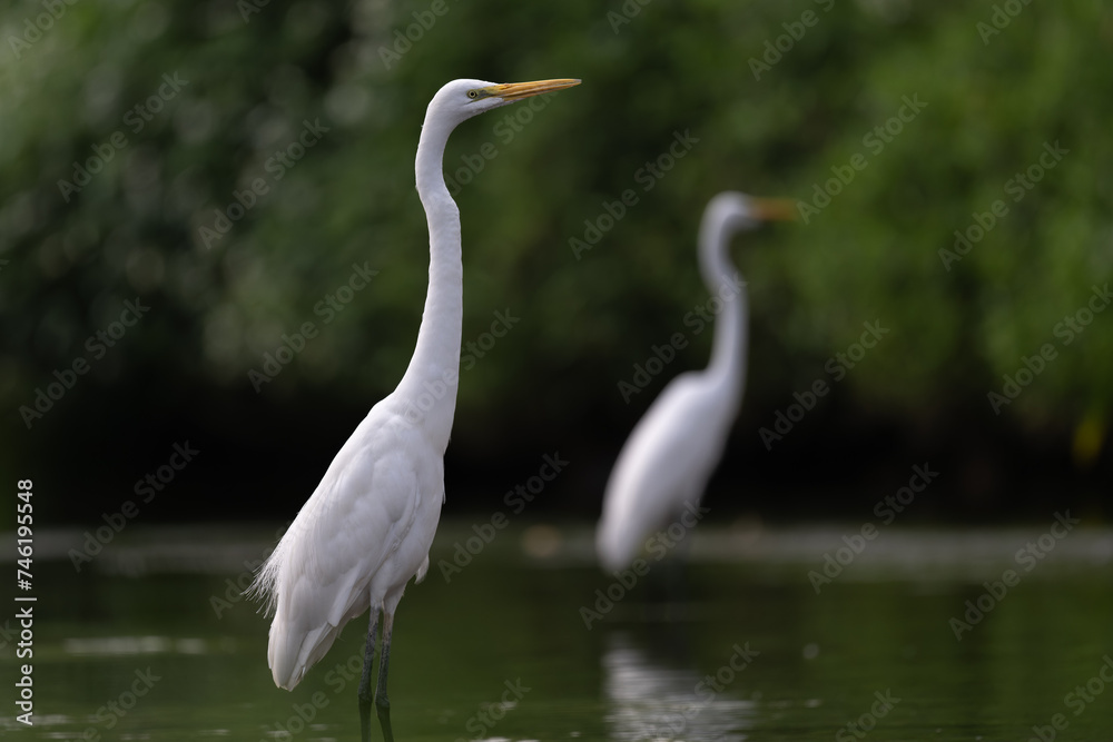 Fototapeta premium Two white great egrets standing side by side in the water