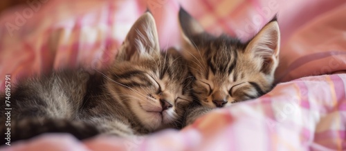 Two adorable kittens peacefully nap together on a cozy pink plaid bed. © AkuAku
