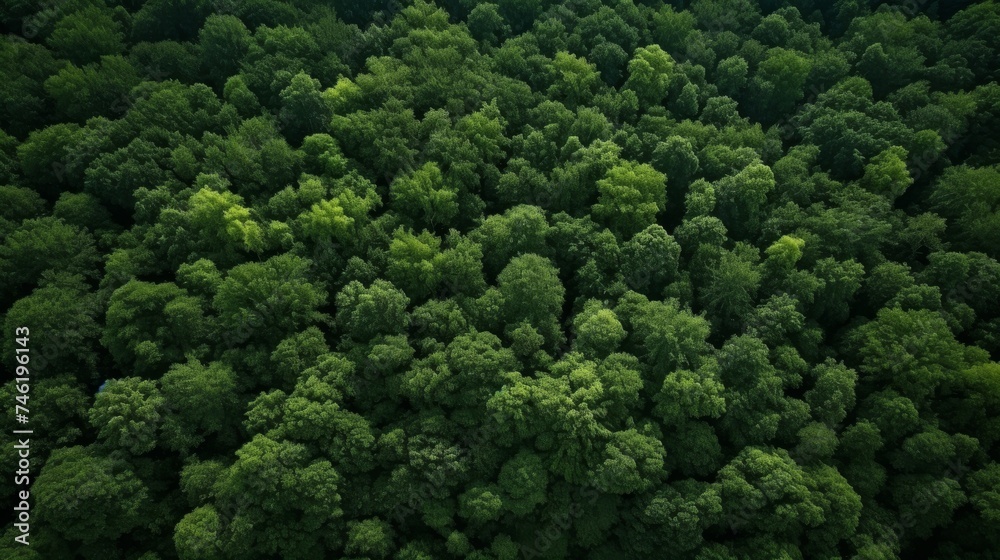 Aerial view of green trees in forest