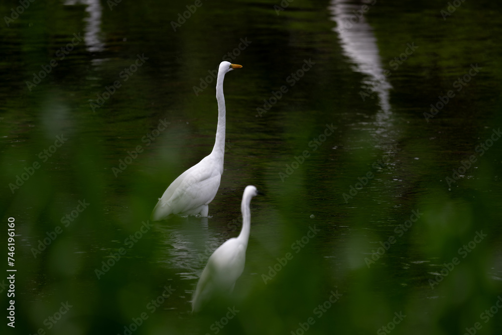 Two white great egrets standing side by side in the water Two white great egrets standing side by side in the water