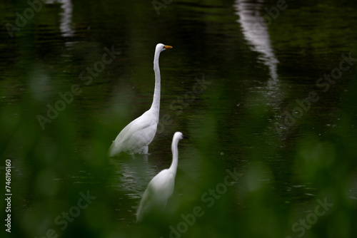Two white great egrets standing side by side in the water