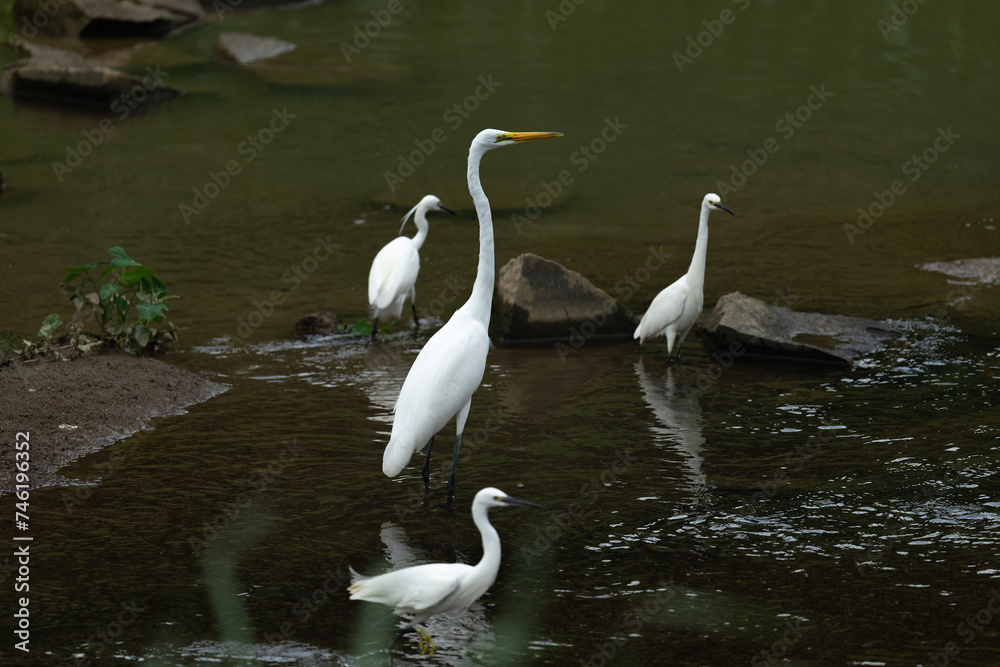 Obraz premium A group of egrets resting in the river