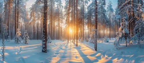 Bright panoramic sunrise in winter forest with snow background