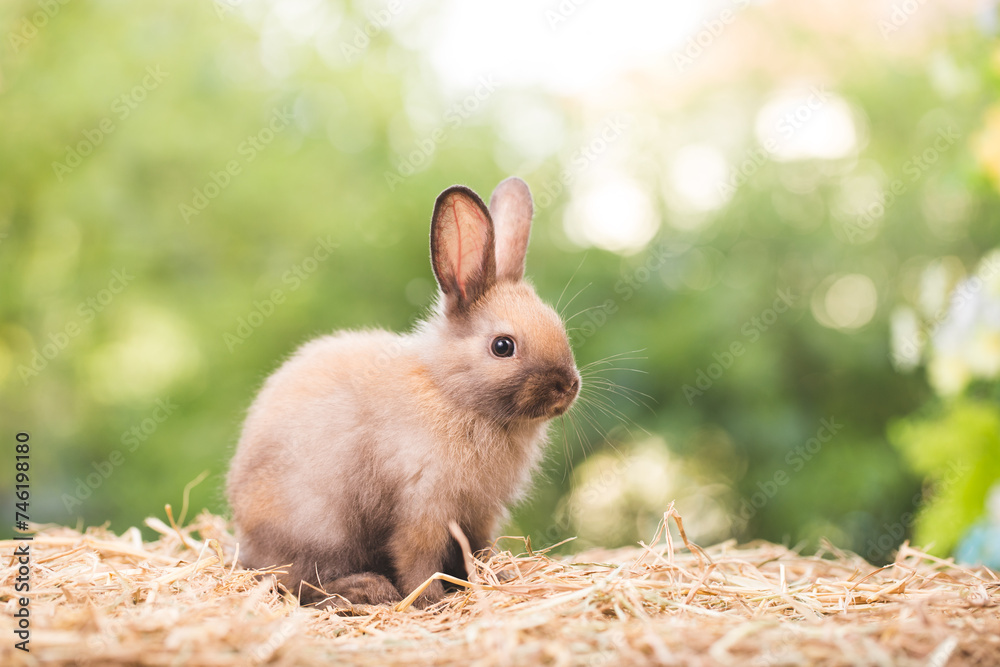 Fototapeta premium cute animal pet rabbit or bunny white or brown color smiling and laughing with copy space for easter in natural background for easter celebration