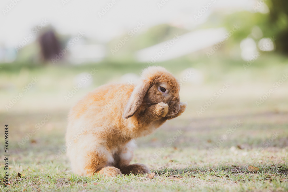 cute animal pet rabbit or bunny white or brown color smiling and laughing with copy space for easter in natural background for easter celebration cute animal pet rabbit or bunny white or brown color smiling and laughing with copy space for easter in natural background for easter celebration