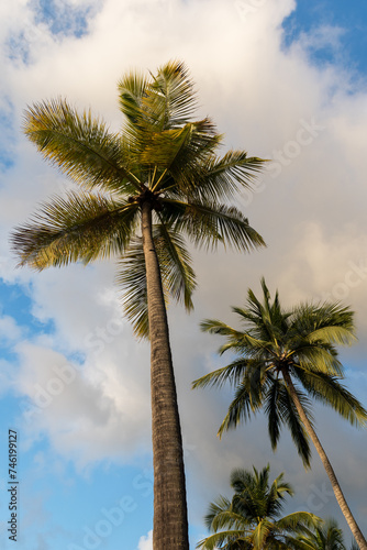 Very tall and beautiful Caribbean Palm trees growing near a resort  on a warm St. Lucia beach.