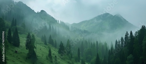 A painting showcasing the Carpathian Mountains covered in lush green trees, enveloped in fog. The fog adds an ethereal quality to the scene, shrouding the trees and creating a sense of mystery.