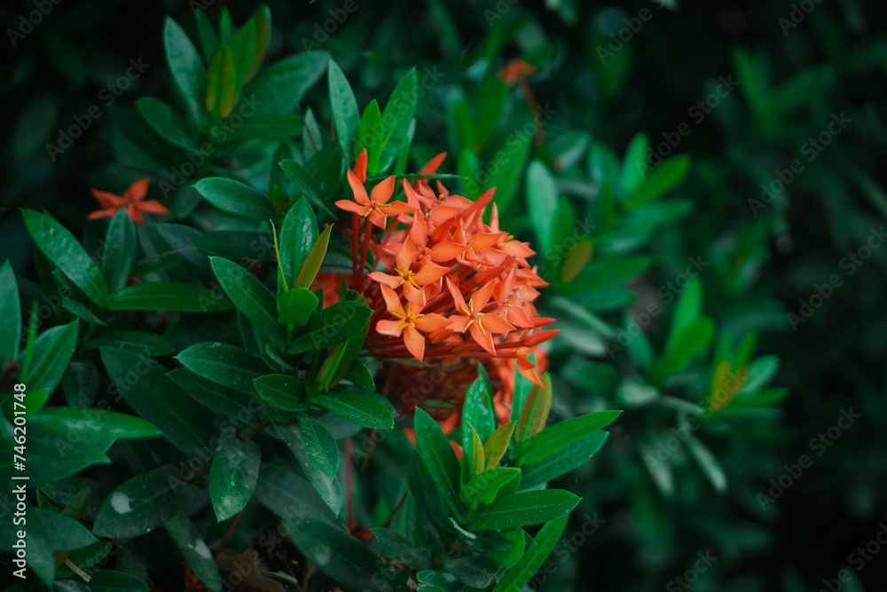 Ashoka flowers bloom beautifully in the dry season in rural areas of Indonesia Ashoka flowers bloom beautifully in the dry season in rural areas of Indonesia