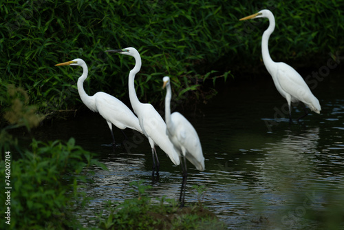 A group of egrets resting in the river © imphilip