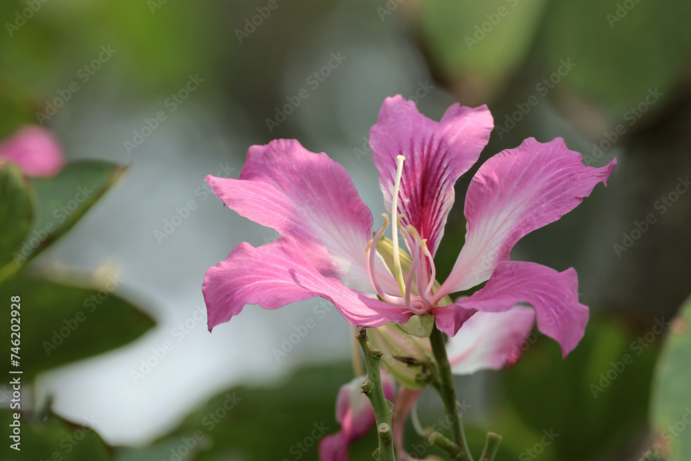 Close up pink flowers on a background of dissolved green leaves. Used for decoration. Close up pink flowers on a background of dissolved green leaves. Used for decoration.