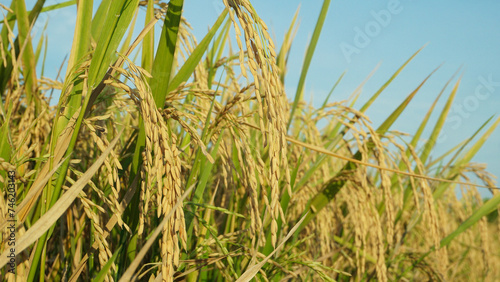 Rice plants in rice fields in the dry season are already yellow and ready to be harvested by farmers