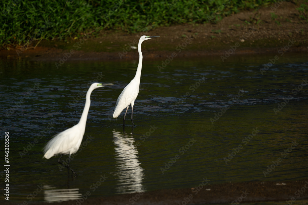 Two white great egrets standing in the water, dark background Two white great egrets standing in the water, dark background
