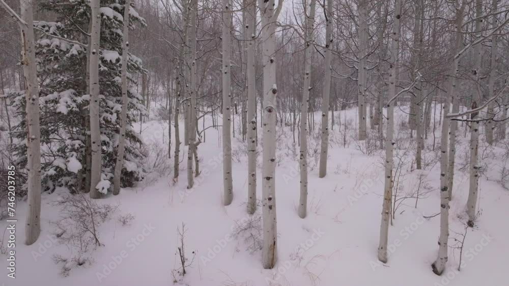 Snowing snowy winter Aspen forest Snowmass Pitkin county wilderness aerial drone Rocky Mountains Colorado Basalt Carbondale Sopris Maroon Bells Ashcroft Independence Pass slide slow right motion Snowing snowy winter Aspen forest Snowmass Pitkin county wilderness aerial drone Rocky Mountains Colorado Basalt Carbondale Sopris Maroon Bells Ashcroft Independence Pass slide slow right motion