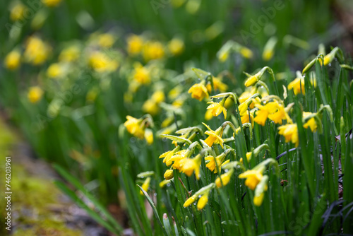 Small bright yellow daffodil flowers blooming on a wet winter day, first signs of spring 
