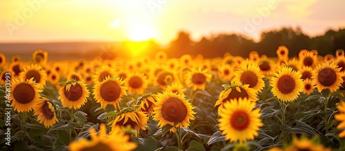 Vibrant sunflowers fill a sun-kissed field as the sun sets in the background.
