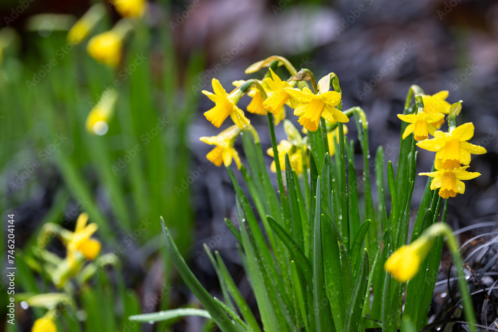 Fototapeta premium Small bright yellow daffodil flowers blooming on a wet winter day, first signs of spring 