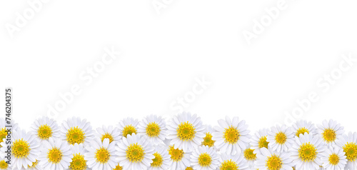 Many beautiful daisies For making background images