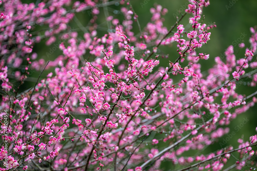 Ornamental cherry blossoms, vibrant pink flowers blooming on a cold wet winter day, as a nature background

