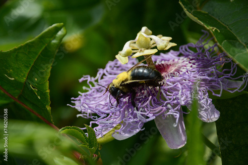Carpenter bee covered in pollen on a flower (purple passionflower, Passiflora incarnata). The bee is an eastern carpenter bee, Xylocopa virginica. Pollinators pollinate crops and fruits.