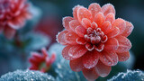 Closeup of crystalized frost on a vibrant red flower adding a frosty touch to the colorful petals.