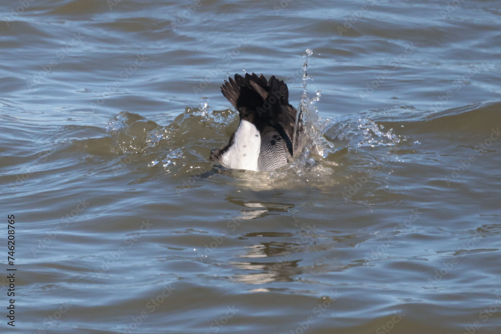 Scaup ducks on Lake Ontario spring migrarttion Scaup ducks on Lake Ontario spring migrarttion