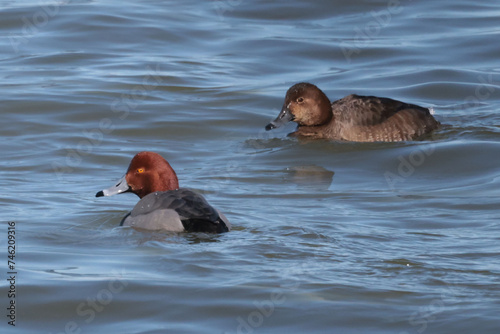 Red head ducks during spring migration on Presquile Bay in Lake Ontario in February photo