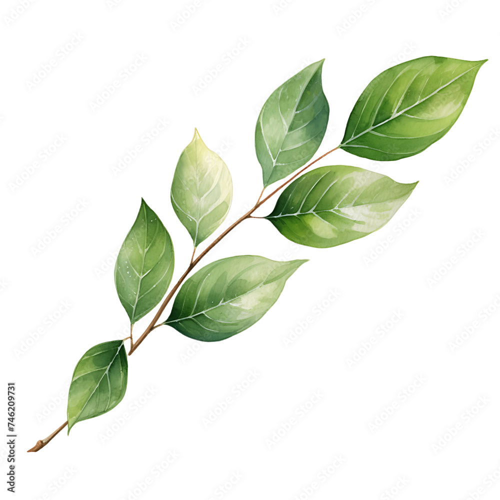 Obraz premium Ethereal Eucalyptus Leaves on Transparent Watercolor Canvas