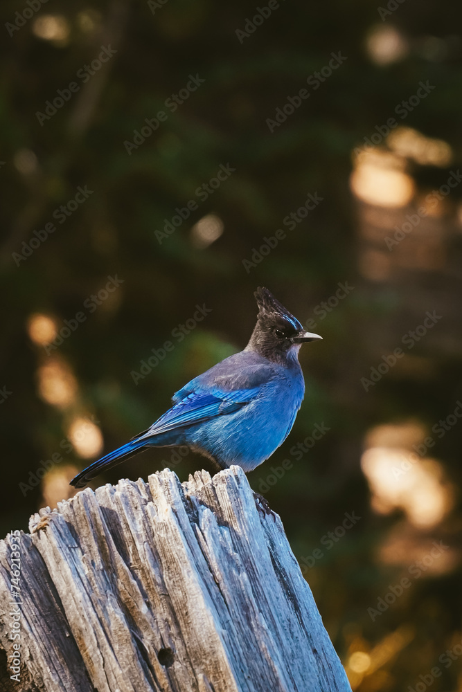 stellar jay on a stump