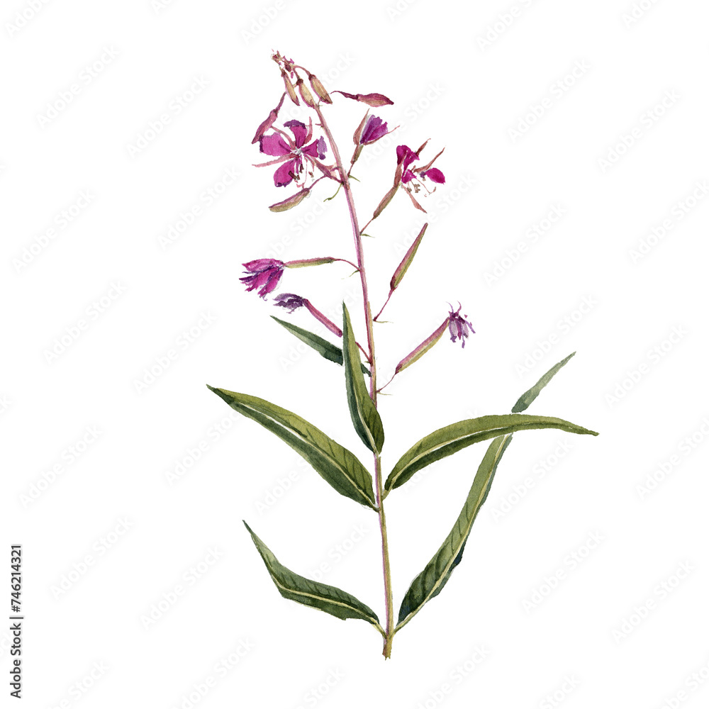 watercolor drawing plant of fireweed with leaves and flowers, willowherb, Chamaenerion angustifolium isolated at white background, natural element, hand drawn botanical illustration
