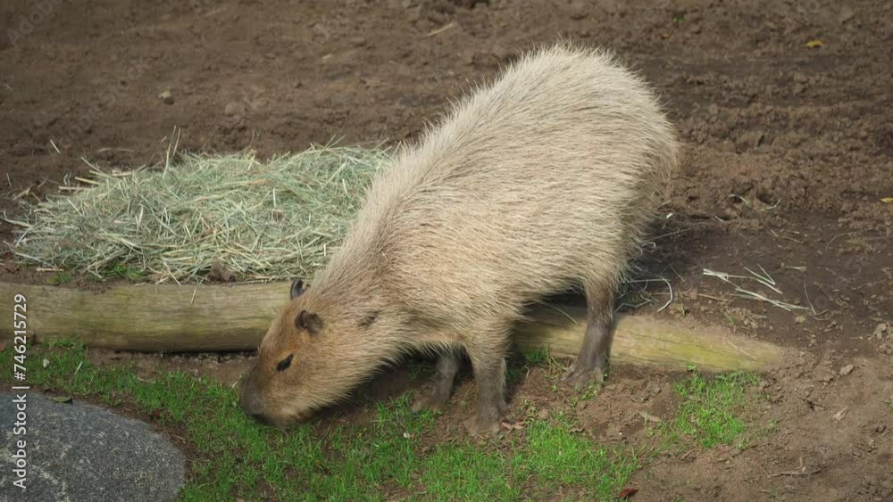 A capybara (Hydrochoerus hydrochaeris) chews grass in its enclosure at the San Diego Zoo, California, USA
