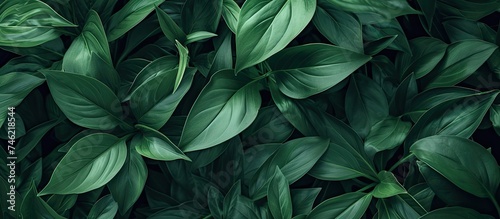 This close-up photo showcases the captivating green leaves pattern adorning a fresh and lively plant.