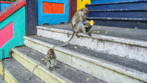 Canvas Print Two long-tailed macaques are sitting on the steps of a Hindu temple