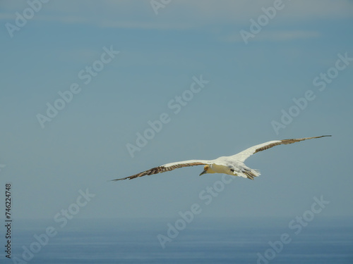 Australasian Gannet Flying Out To Sea