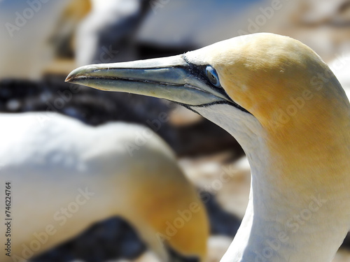 Adult Australasian Gannet at Cape Kidnappers photo