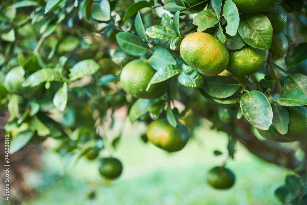 Detail of a citrus plantation, tangerines ripening on the plant. Selective focus composition with copy space.