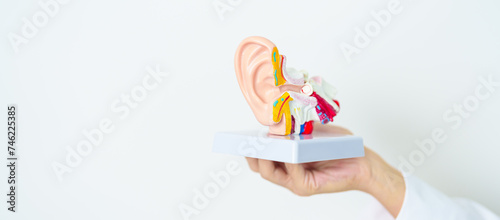 Doctor holding human Ear anatomy model. Ear disease, Atresia, Otitis Media, Pertorated Eardrum, Meniere syndrome, otolaryngologist, Ageing Hearing Loss, Schwannoma and Health photo