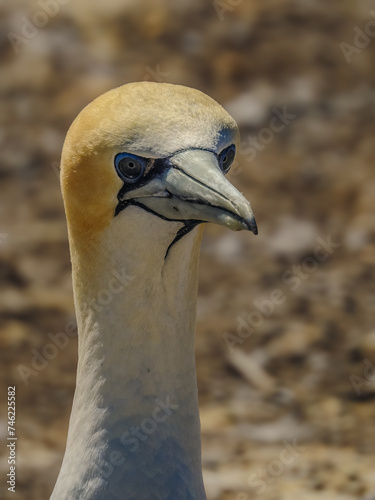 Australasian Gannet Stretching Its Neck photo