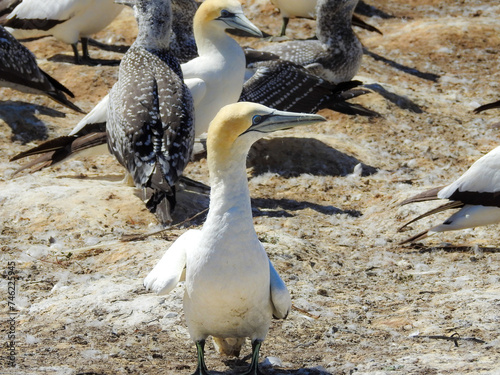 Australasian Gannet at Cape Kidnappers photo